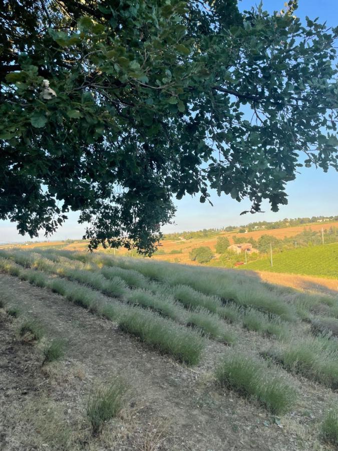 La Ca Dal Non Bioagriturismo - Alpenice Savignano sul Panaro ภายนอก รูปภาพ